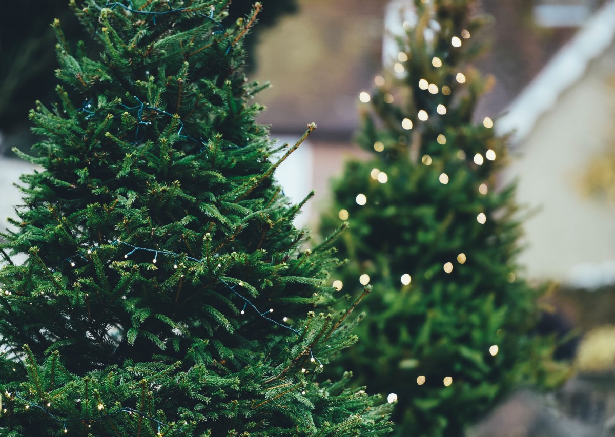 Vente de sapins de Noël 